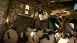 بره ناقلا (پشم چینی)